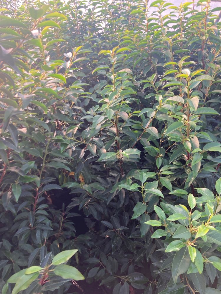 Prunus lusitanica 'Angustifolia' Portug.Lorbeerkirsche 'Angustifolia'  Premiumgehöl