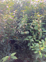 Prunus lusitanica 'Angustifolia' Portug.Lorbeerkirsche 'Angustifolia'  Premiumgehöl