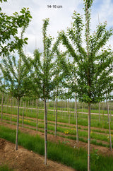 Prunus dom.'Mirabelle von Nancy'       CAC Zwetsche 'Mirabelle von Nancy'