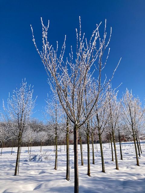 Prunus serrulata 'Kanzan' Japan.Nelkenkirsche 'Kanzan'