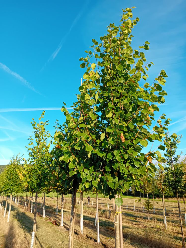 Tilia europaea 'Pallida' Kaiserlinde 'Pallida'