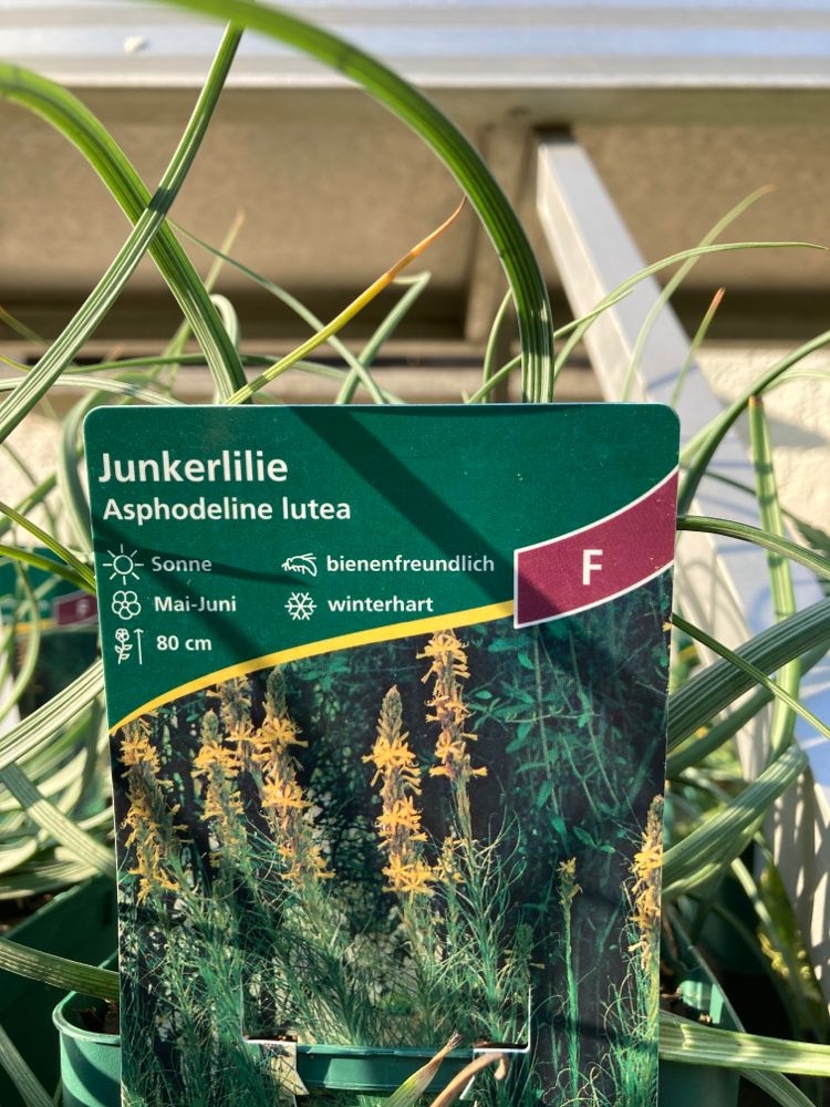 Asphodeline lutea Mediterrane Junkerlilie