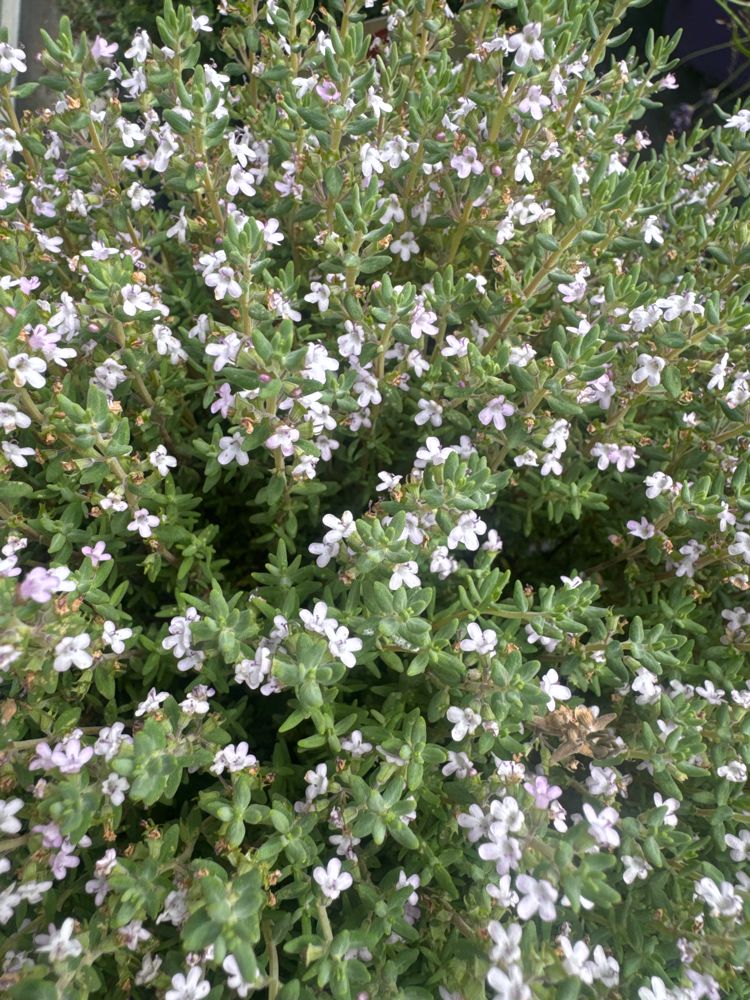 Thymus vulgaris 'Faustini' Garten-Thymian