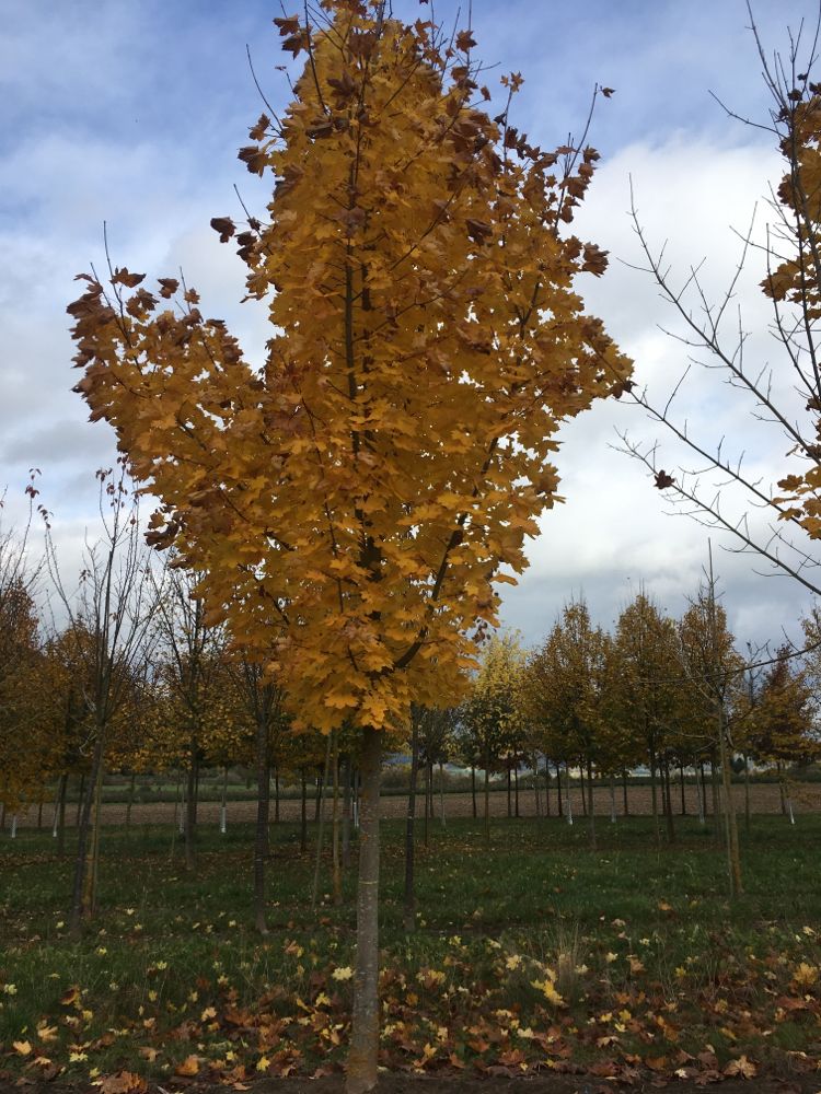 Acer platanoides Spitzahorn