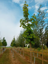 Acer pseudoplatanus Bergahorn