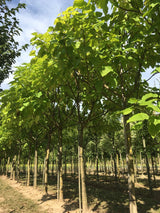 Catalpa bignonioides Trompetenbaum