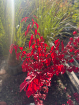 Euonymus alatus 'Compactus' Korkflügelstrauch 'Compactus'