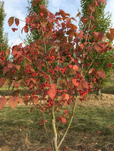 Euonymus planipes Großfr.Pfaffenhütchen
