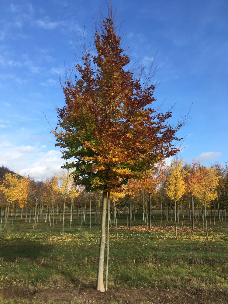 Fagus sylvatica Rotbuche