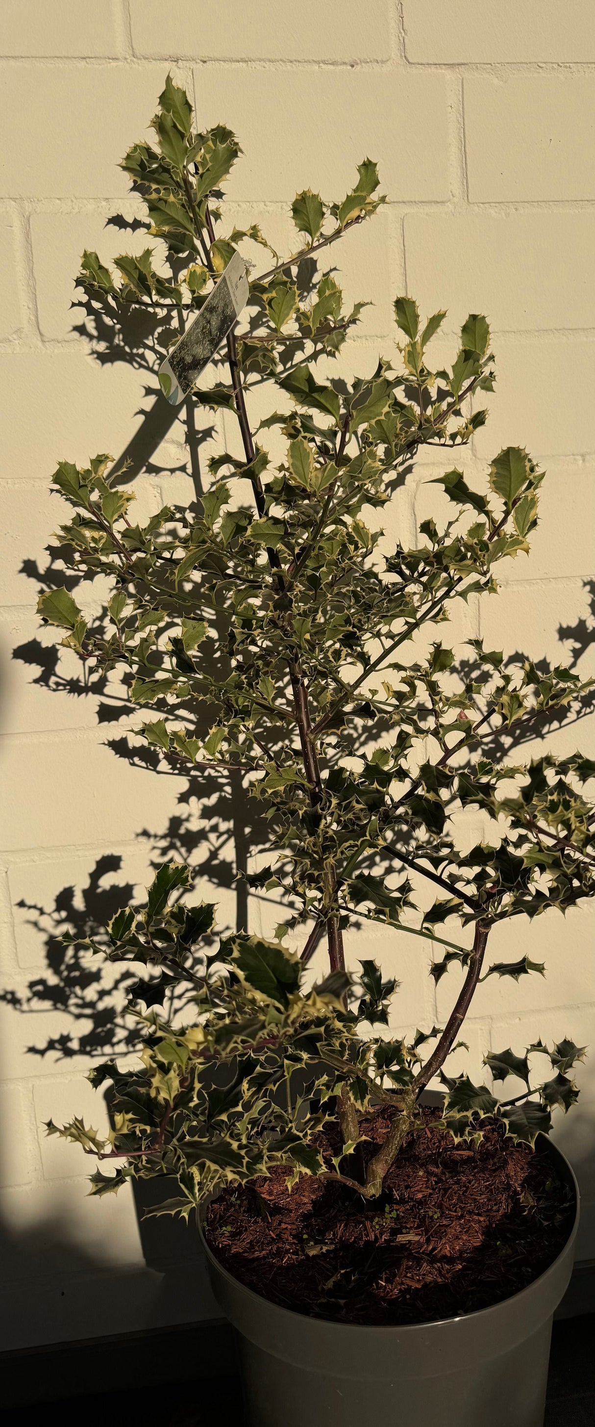 Ilex aquif.'Silver Queen' Weißbunte Stechpalme 'Silver Queen'