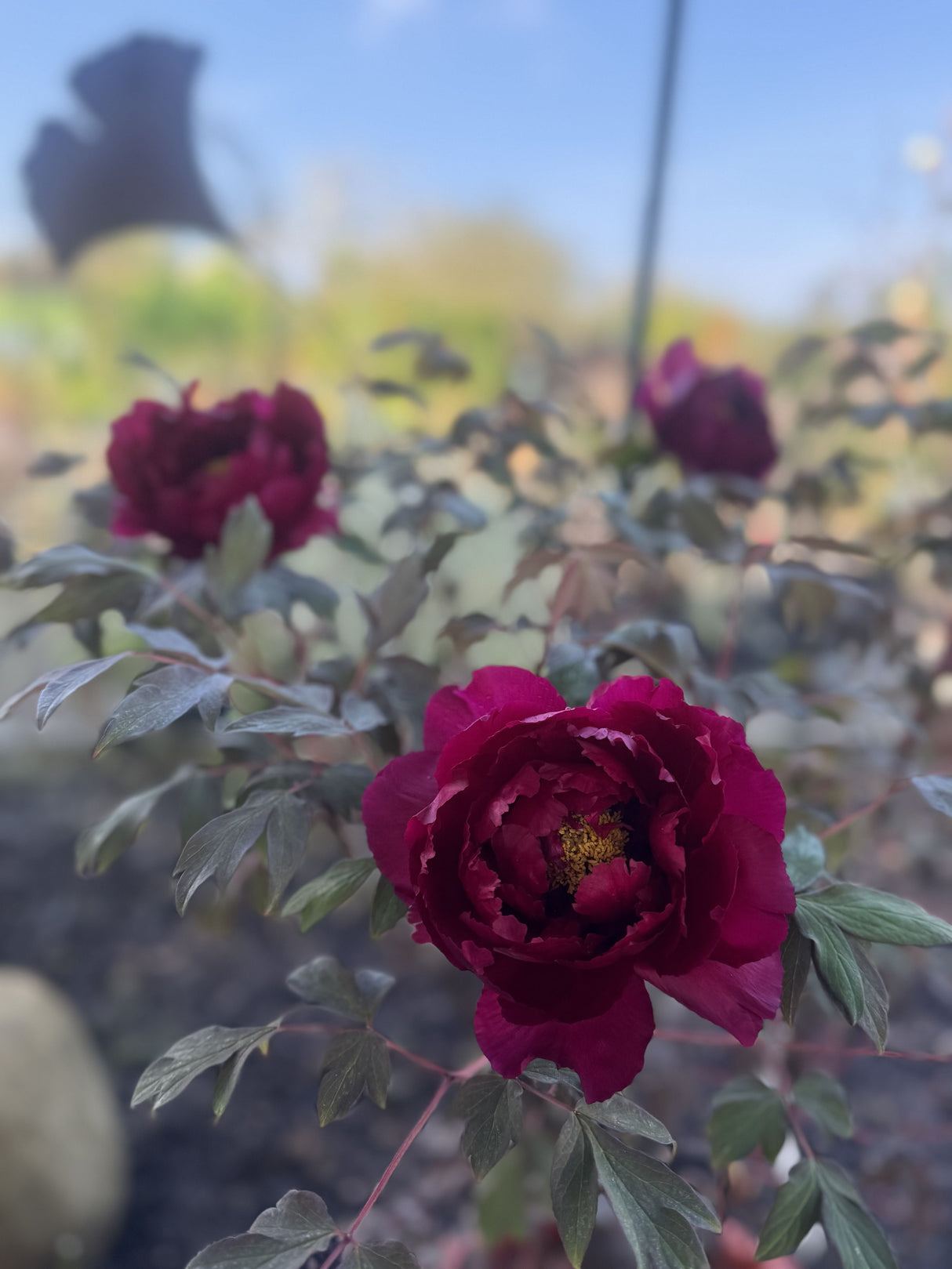 Paeonia suffruticosa  i.S. Strauch-Pfingstrose  i.S.
