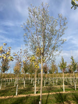Salix alba Silberweide
