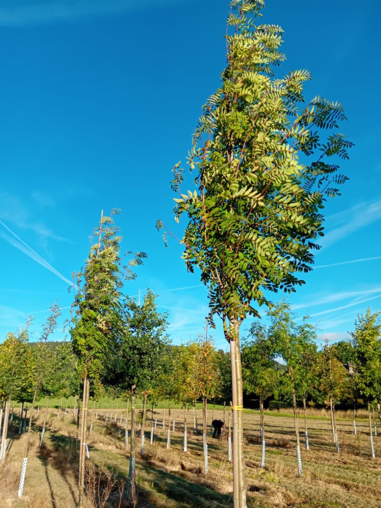 Sorbus aucuparia Gewöhnliche Eberesche