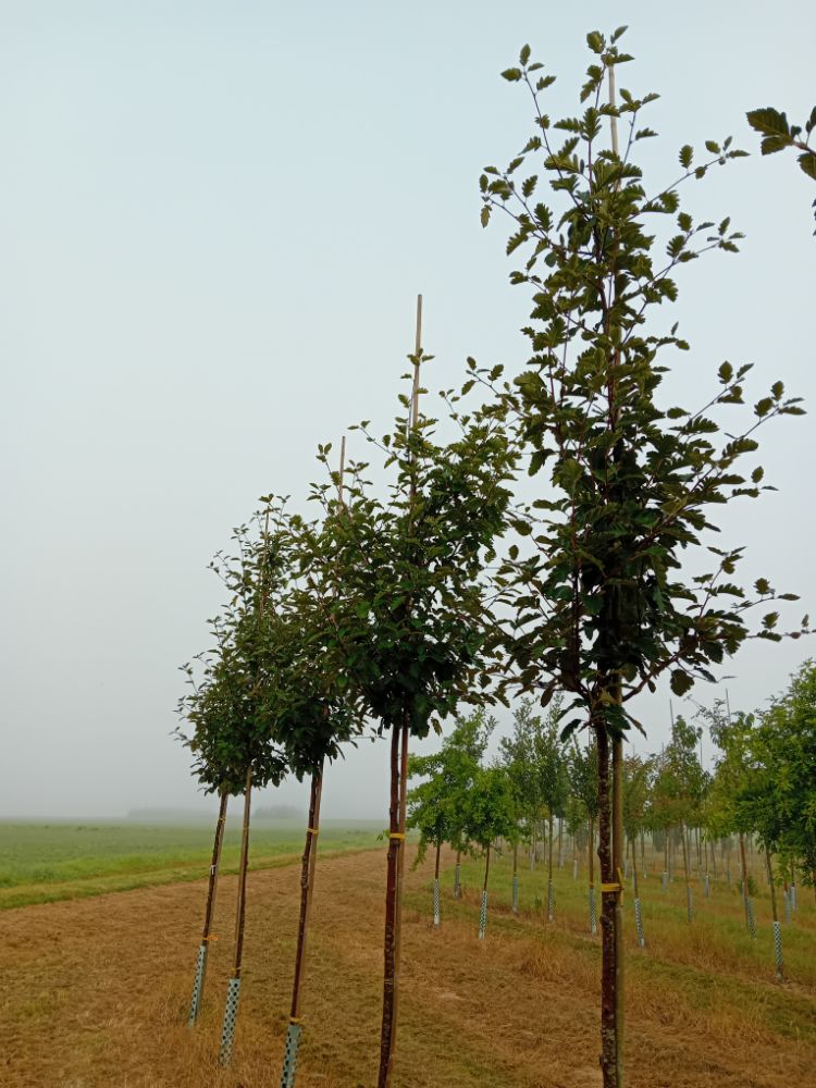 Sorbus intermedia Schwedische Mehlbeere