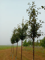 Sorbus intermedia Schwedische Mehlbeere