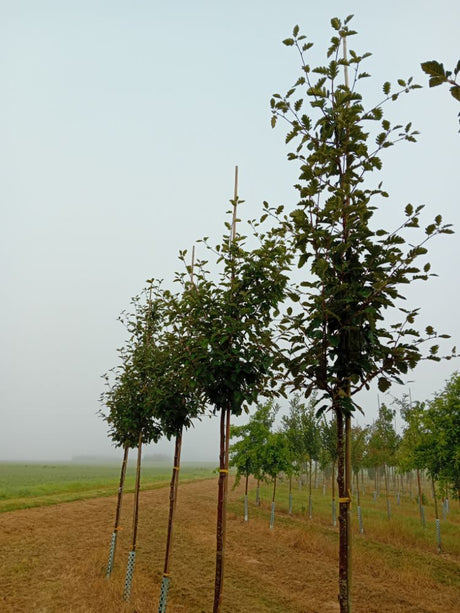 Sorbus intermedia Schwedische Mehlbeere