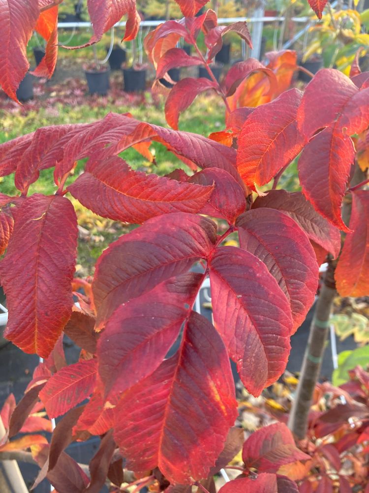 Sorbus sargentiana Dicktriebige Mehlbeere
