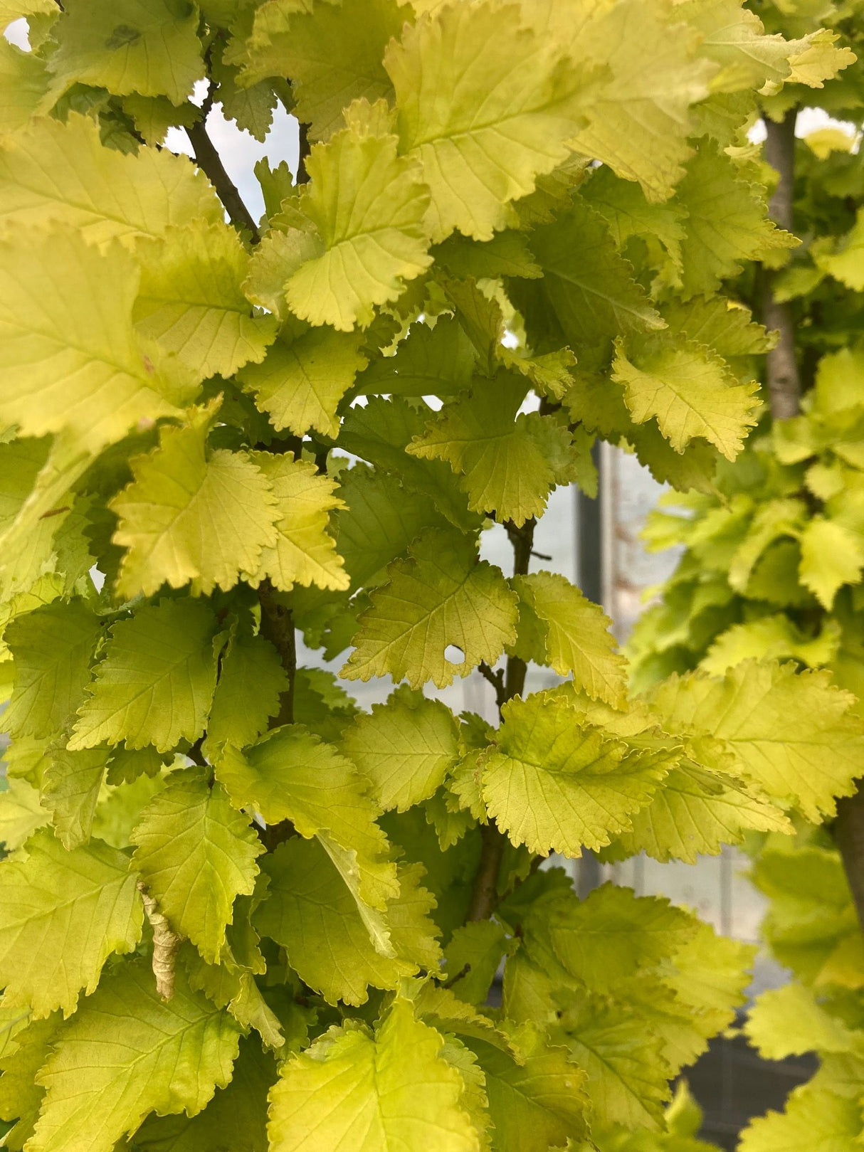 Ulmus carpinifolia 'Wredei' Säulen-Goldulme