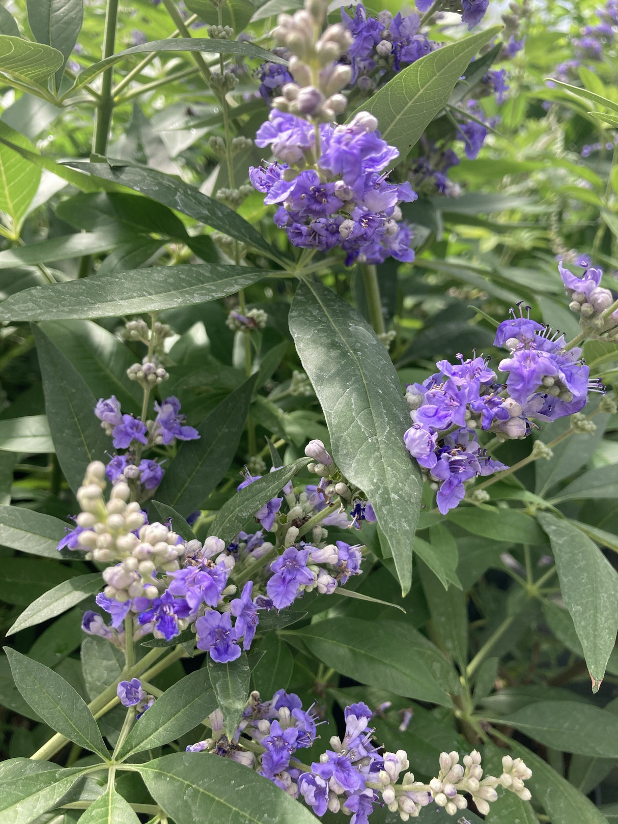 Vitex agnus-castus Mönchspfeffer