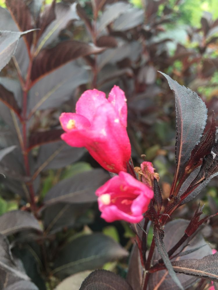 Weigela florida 'Foliis Purpureis' Weigelie