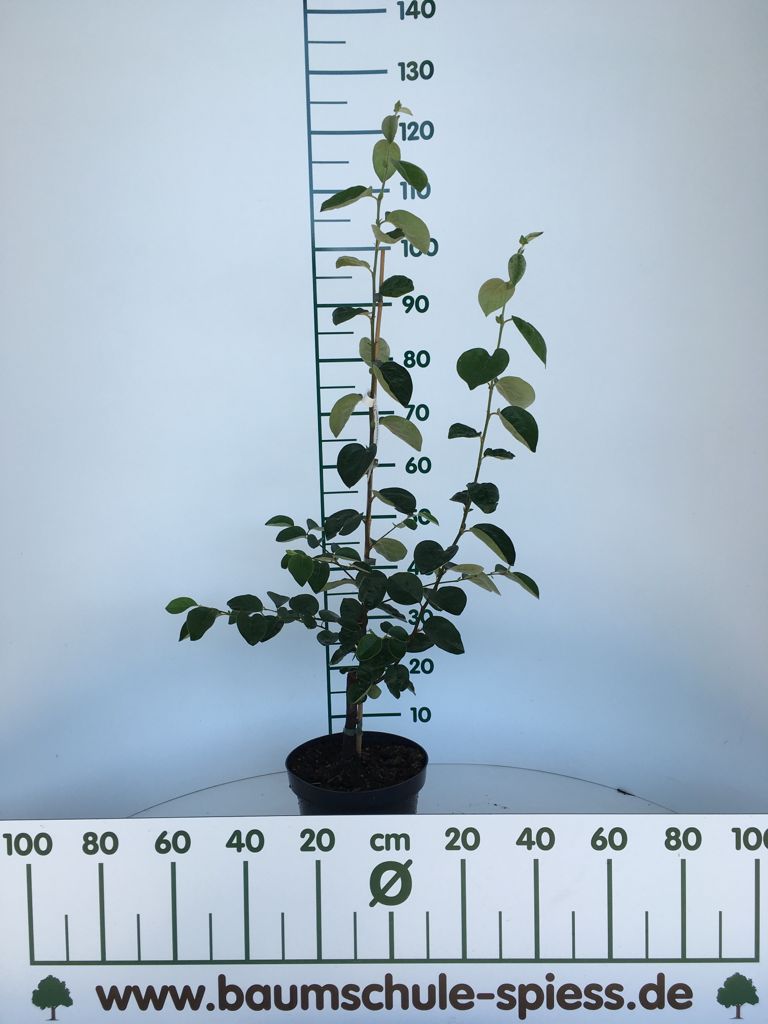 Cydonia 'Cydora Robusta'  -S-          CAC Quitte 'Cydora Robusta'  -S-