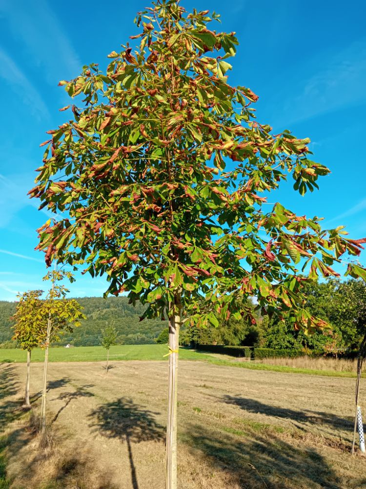 Aesculus carnea 'Briotii' Scharlachkastanie