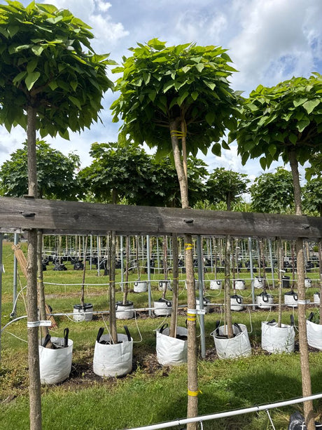 Catalpa bignonioides 'Nana' Kugel-Trompetenbaum 'Nana'