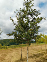 Quercus cerris Zerr-Eiche
