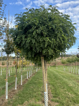 Robinia pseudoac.'Umbraculifera' Kugelakazie