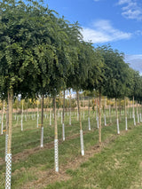 Robinia pseudoac.'Umbraculifera' Kugelakazie