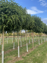 Robinia pseudoac.'Umbraculifera' Kugelakazie