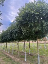 Robinia pseudoac.'Umbraculifera' Kugelakazie