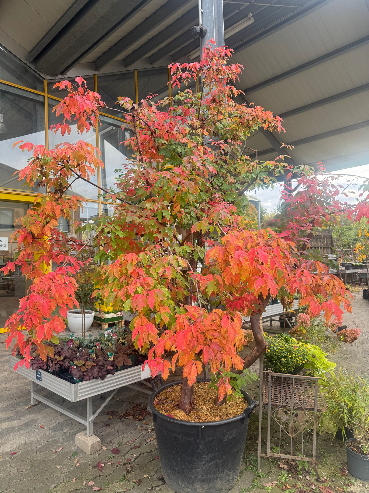 Acer griseum Zimt-Ahorn