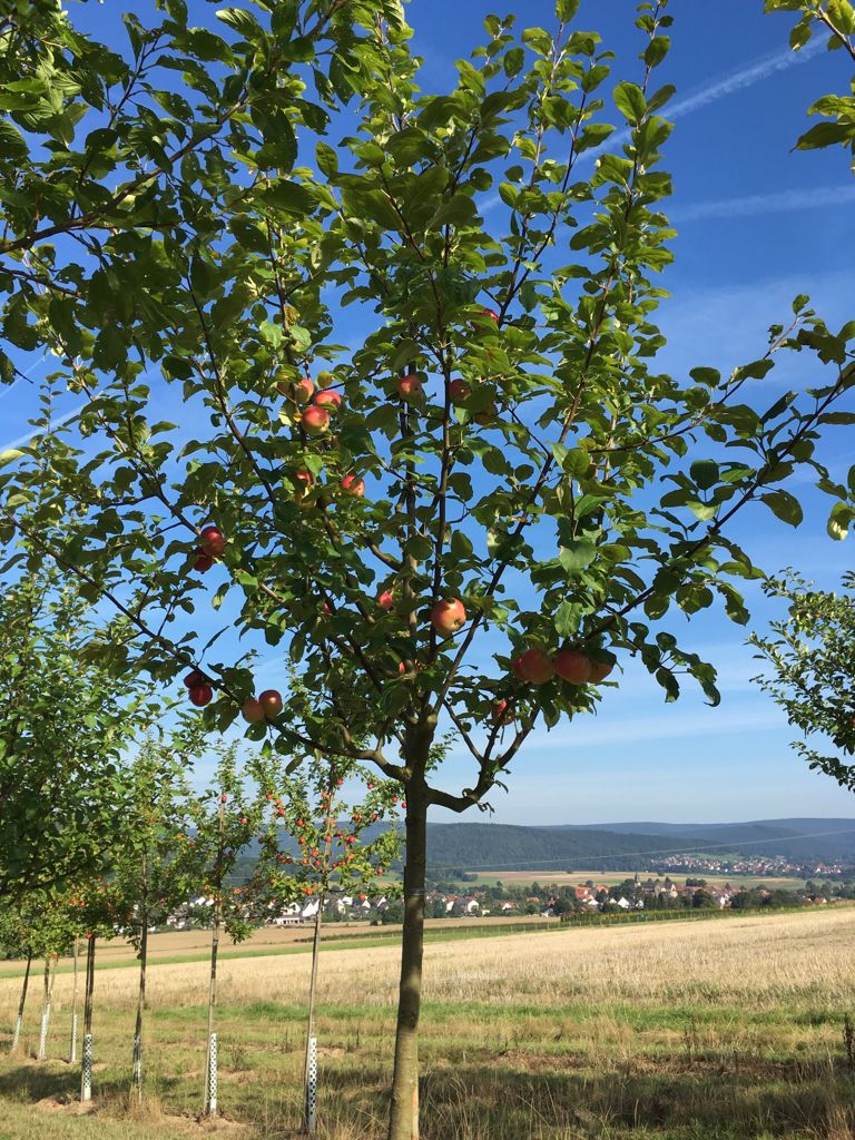 Malus 'Jakob Fischer'                  CAC Apfel 'Jakob Fischer'               mittel