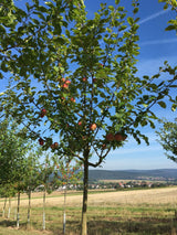 Malus 'Jakob Fischer'                  CAC Apfel 'Jakob Fischer'               mittel