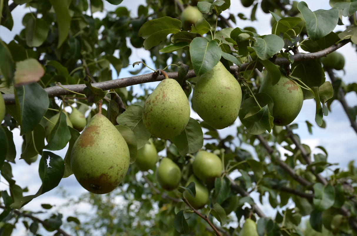 Pyrus com.'Gräfin von Paris'           CAC Birne 'Gräfin von Paris'              spät