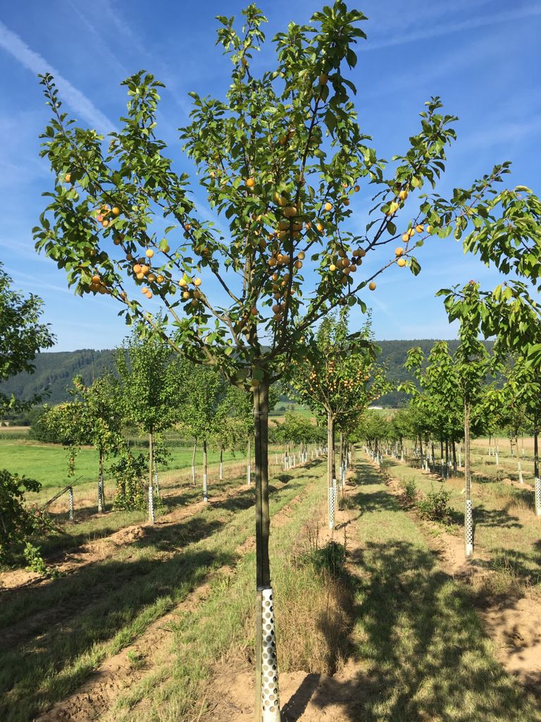 Prunus ital.'Oullins Reneklode'        CAC Reneklode 'Oullins Reneklode'       mittel