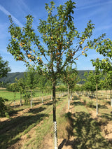 Prunus ital.'Oullins Reneklode'        CAC Reneklode 'Oullins Reneklode'       mittel
