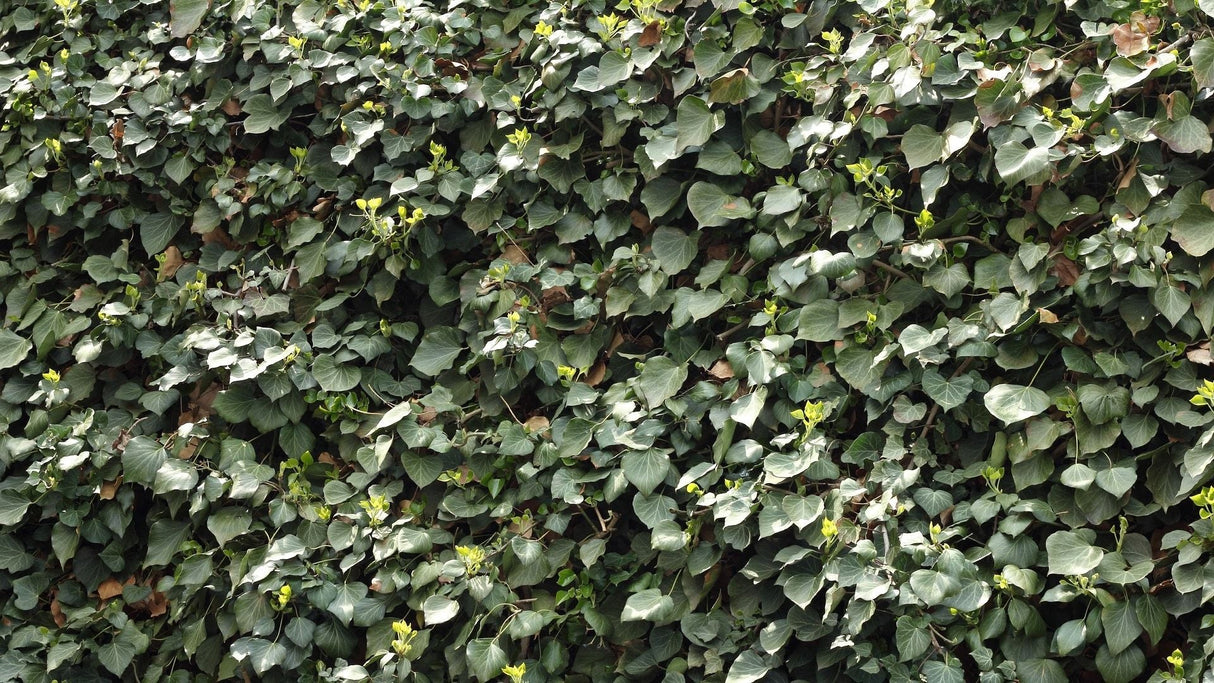 Hedera helix Gemeiner Efeu