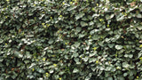 Hedera helix Gemeiner Efeu