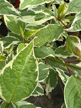 Cornus alba 'Sibirica Variegata' Hartriegel 'Sibirica Variegata'