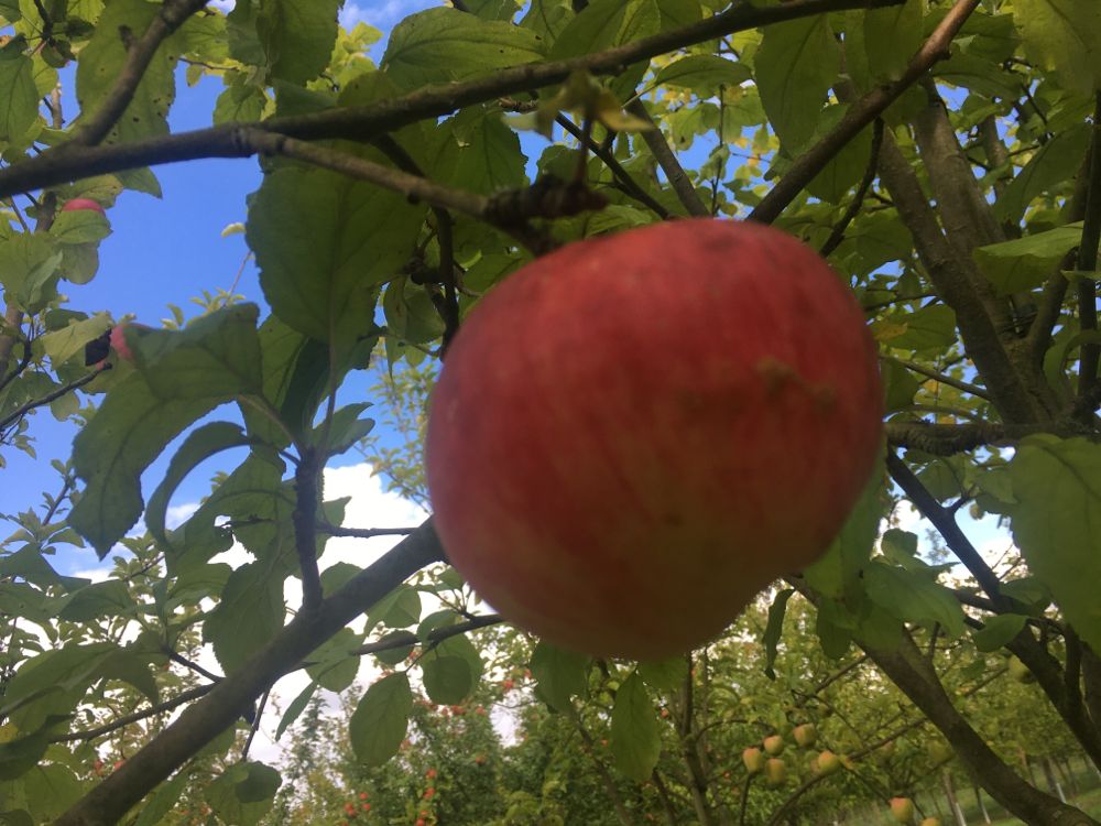 Malus 'Jakob Fischer'                  CAC Apfel 'Jakob Fischer'               mittel
