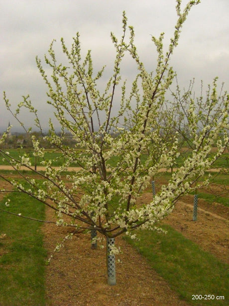 Prunus dom.'Mirabelle von Nancy'       CAC Zwetsche 'Mirabelle von Nancy'