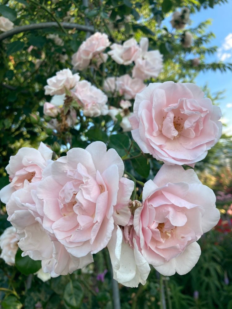Rosa 'New Dawn'                         KL IV Kletterrose 'New Dawn'