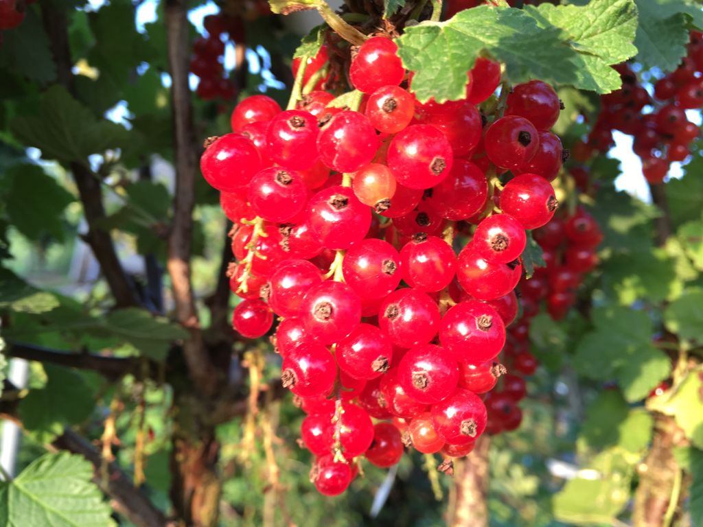 Ribes rubrum 'Jonkheer van Tets'       CAC I Johannisbeere 'Jonkheer van Tets'     früh