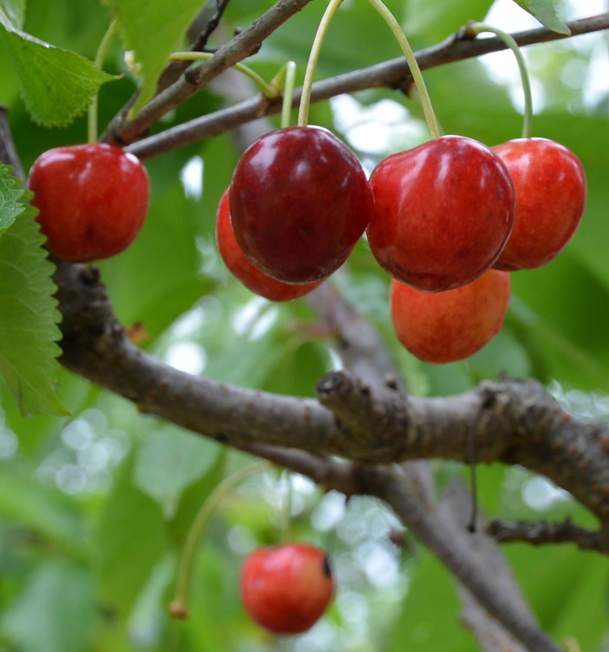 Prunus av.'Büttners Rt. Knorpelk'      CAC Süßkirsche 'Büttners Rt.Knorpelkirsch'5.KW