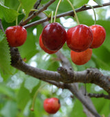 Prunus av.'Büttners Rt. Knorpelk'      CAC Süßkirsche 'Büttners Rt.Knorpelkirsch'5.KW