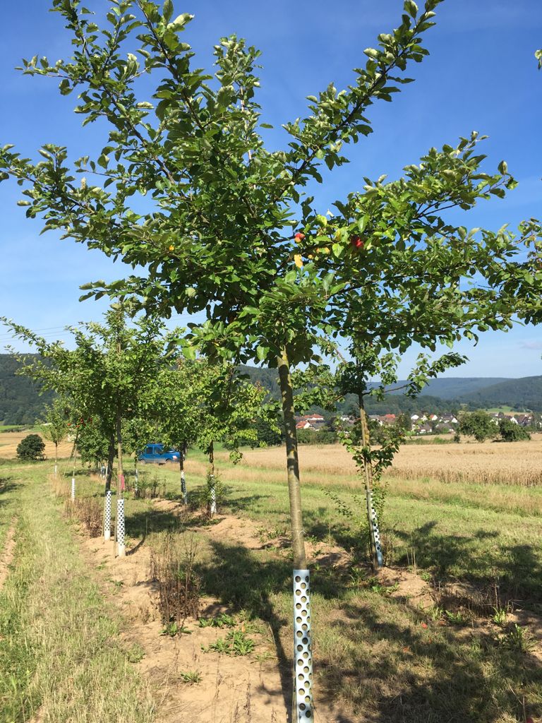 Malus 'Holsteiner Cox'                 CAC Apfel 'Holsteiner Cox'              mittel