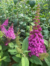 Buddleja dav. B. Candy -R- Little Pink  -S- Sommerflieder  B. Candy -R- Little Pink  -S-