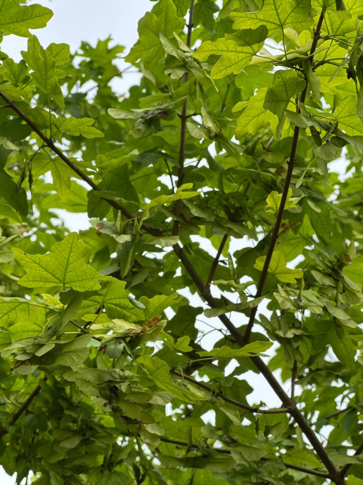 Acer saccharum Zuckerahorn